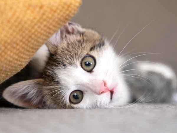 Waarom je je kat nooit melk moet geven: begrijp de risico's